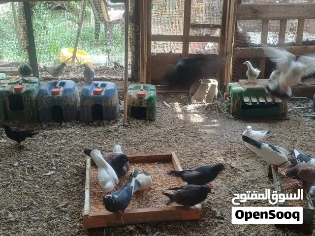 حمام بلدي 40 جوز شغلات صحة ونضافه ماشاء الله