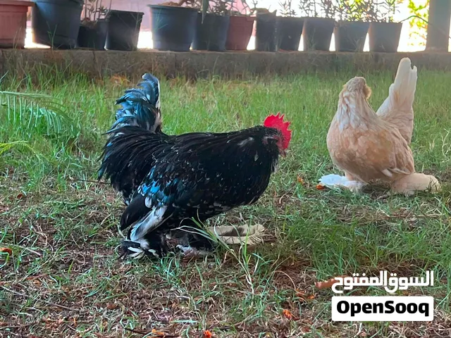 دجاج كيني درجه