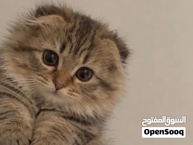 لليع كيتن عمره شهرين للتواصل الرقم الي تحت فقط مو هذا ب 20