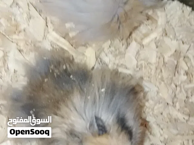 هامسترات صحة ونظافة واليفين