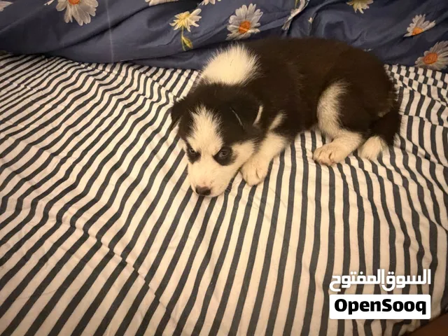 Siberian husky black and white puppy