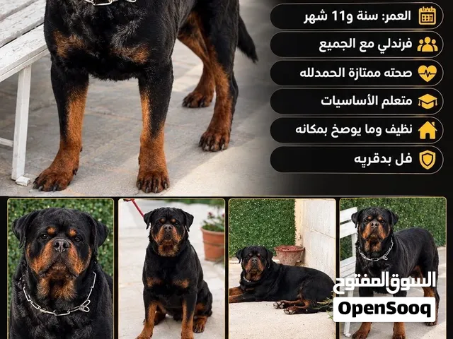 روت وايلر صربي