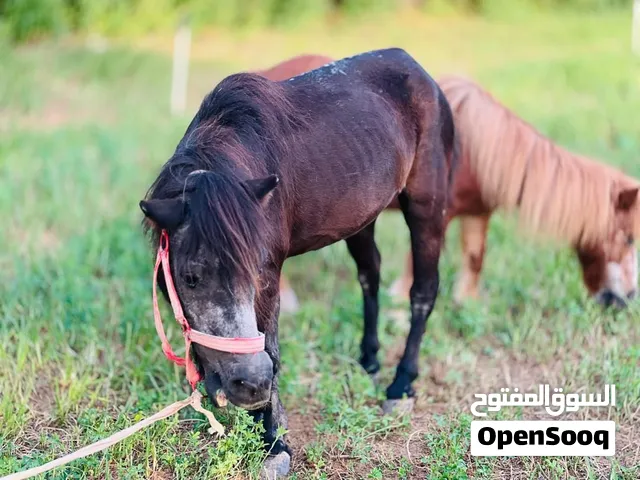 فرس بوني للبيع