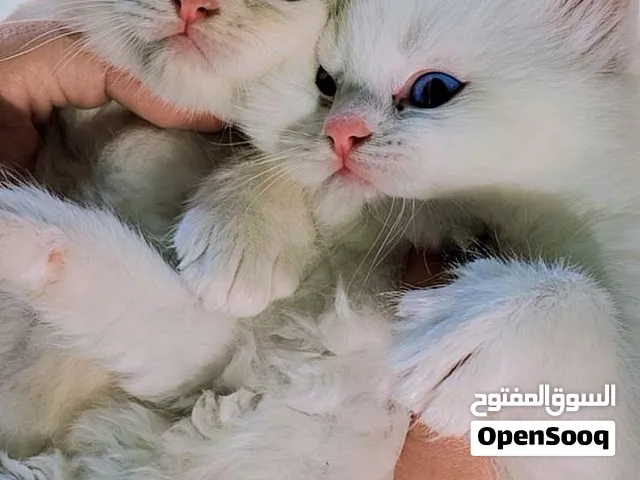 قطط شيرازي بيوتيفل لعوبين من اجمل الاسعار