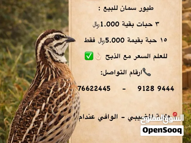 طيور السمان