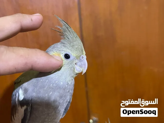 كوكتيل اليف طينه تبزيري طير ياكل وحده