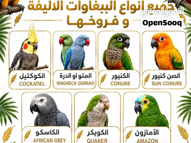 نشتري جميع أنواع الطيور أليفه