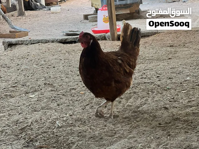السلام عليكم