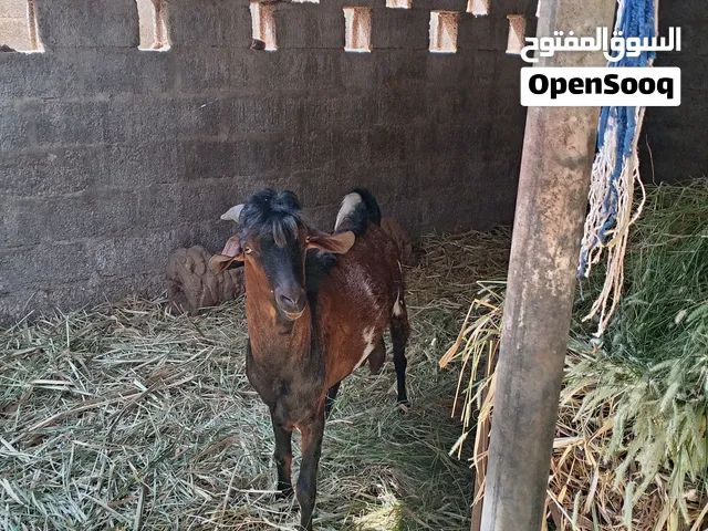 للبيع تيس صلالي مهجن  هديد ماشاء الله تبارك الرحمن