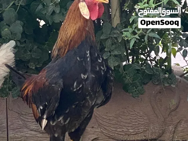 تلث حيوانات للبيع السعر ستين