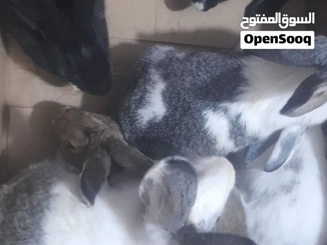 6 اناثي 2 شغالات و4 عمرهن 5شهور و12 صغار عمرهن من شهر لشهرين صحه ونضافه