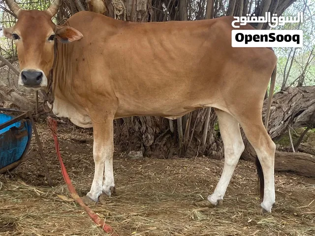 بقره للبيع