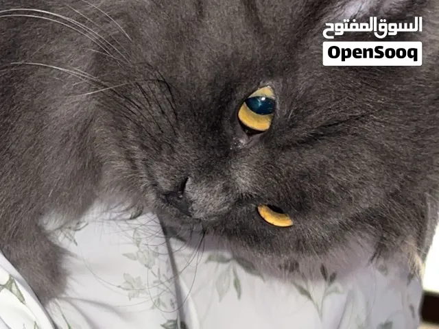 للتزاوج نحتاج ذكر