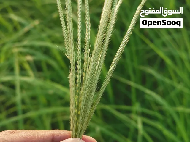 مطلوب قص و بيع زهور و بذور الرودس من مزرعة جاهزة