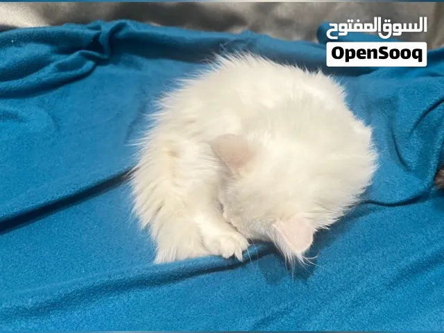 قطة شيرازي صغيرة persian kitten