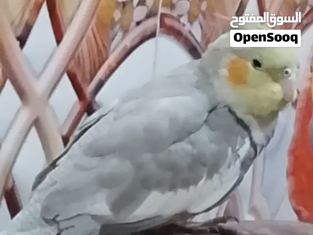 سلام عليكم للبيع كوكتيل انثى اليفه طينه كلش حلوه وخشنه عمرهه 7 اشهر شوف الوصف