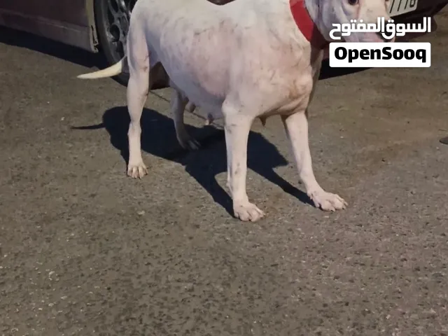 كلبه دوجو ارجنتينو ومعها جراء عدد 2