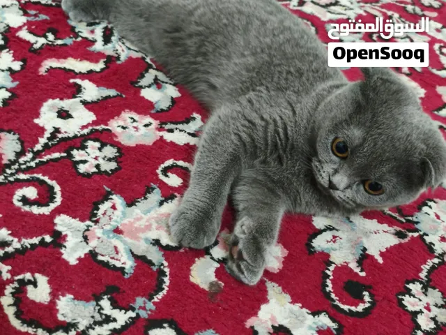 Purebred Scottish Fold 4 months old kitten