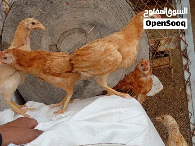 صوص دجاج بلدي عمر تقريبا شهرين نشيط وخالي من الأمراض