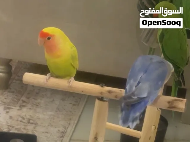 Green parrot for sale