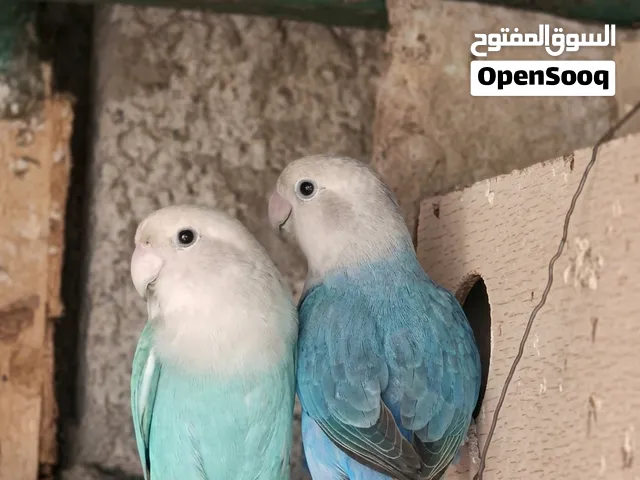 للبيع زوج روز اوبلاين  منتجين السعر 30 الف   عدن المنصورة