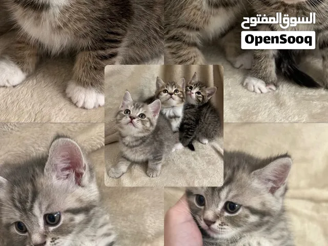 للبيع كتنز مكس برتش شورت هير و سكوتش فواد  Mix British Shorthair and Scottish Fold For Sale