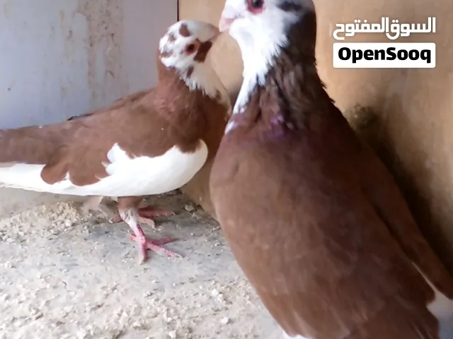 حمامات بصلاة على النبي جواز وطواير وفراخ