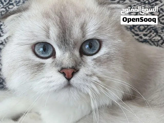 سكوتش فولد صغير عمره 7 شهور