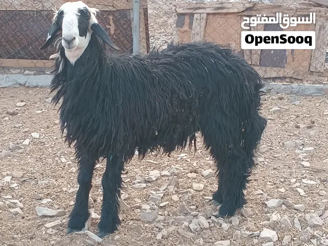 اللبيع كبش نجدي مد وشور