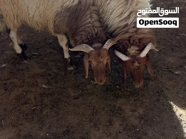 خرفان ثنين بالصلاه على النبي