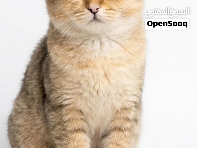 ny 11 سكوتش فود