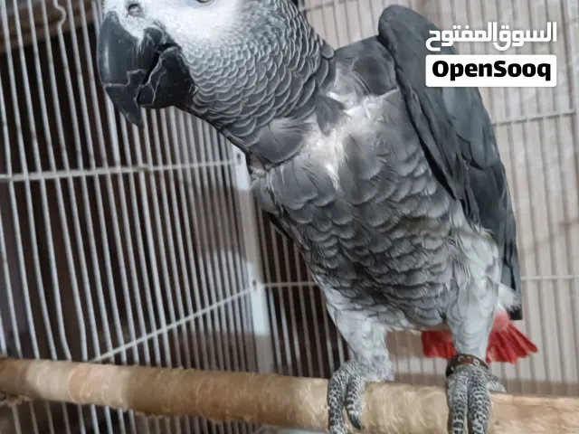 كاسكو اليف متكلم