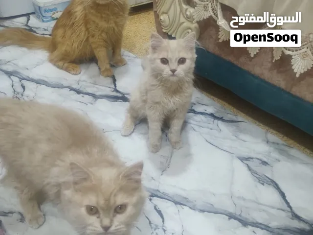 قطط الليفه للبيع