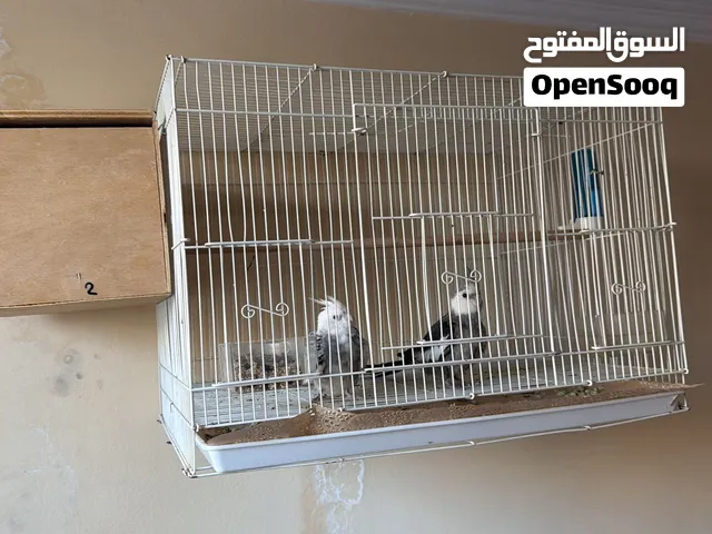 للبيع زوج كروان طيبين