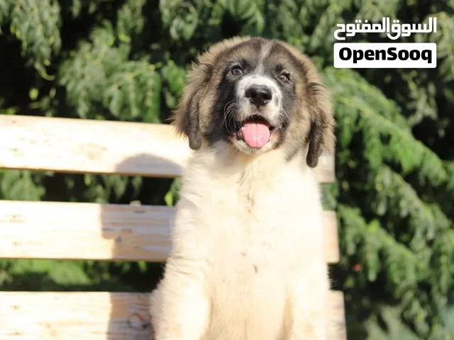 لأصحاب الذوق الرفيع ومحبي الكلاب العملاقة مع جميع المطاعيم ومايكروشيب التسليم في عياده بيطريه