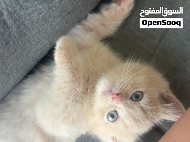 Persian and british short hair mix kitten