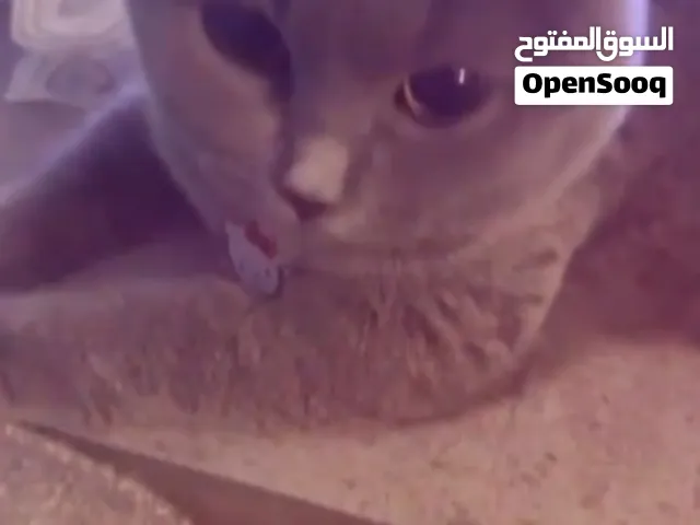 قطة انثى سكوتش فولد
