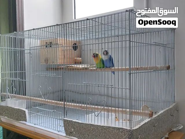 زوج طيور الفيشر