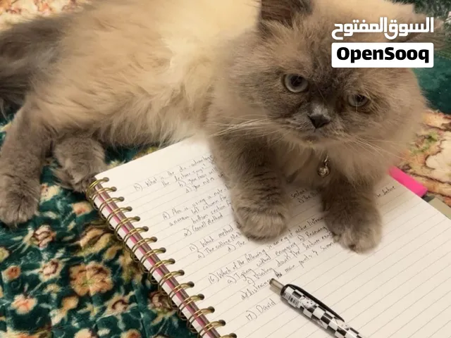 قط لتبني ضروري