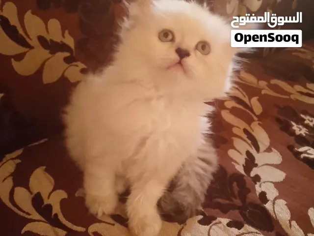 انثى هملايا كتير حنونه ولعوبه بيور