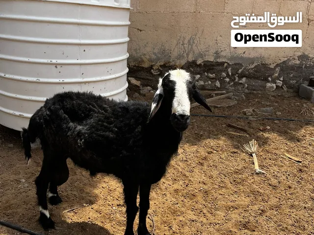 كبش للبيع .