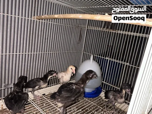 5 aseel chicks. good and healthy