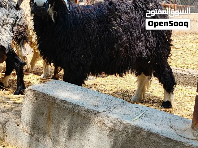 حمله نجديه للبيع