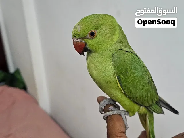 friendly parrot,satin pigeon, cages for sale