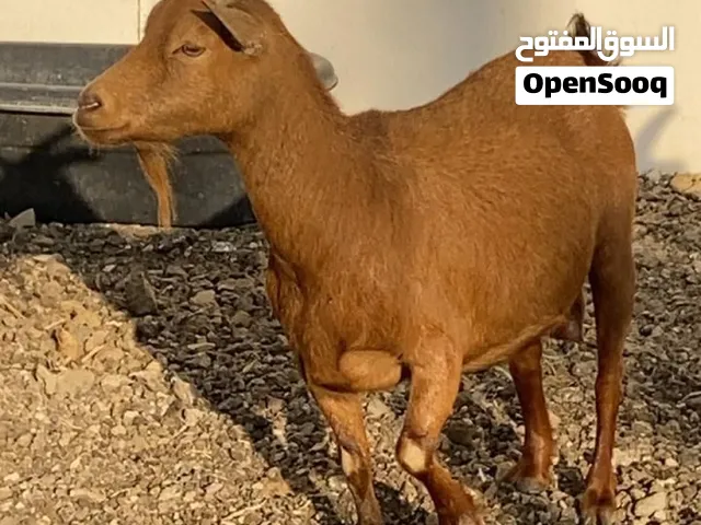 ماعز تشيكي بيور. العمر تقريبا سنتان وعليها