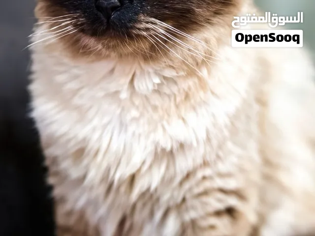 Ragdoll cat for adoption FREE