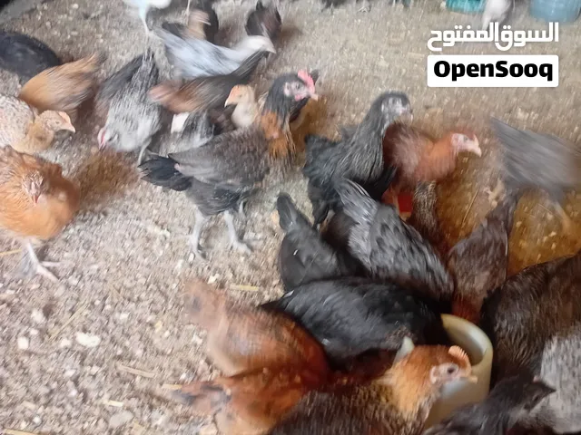 جاج بلدي وغيومي العمر 90 يوم