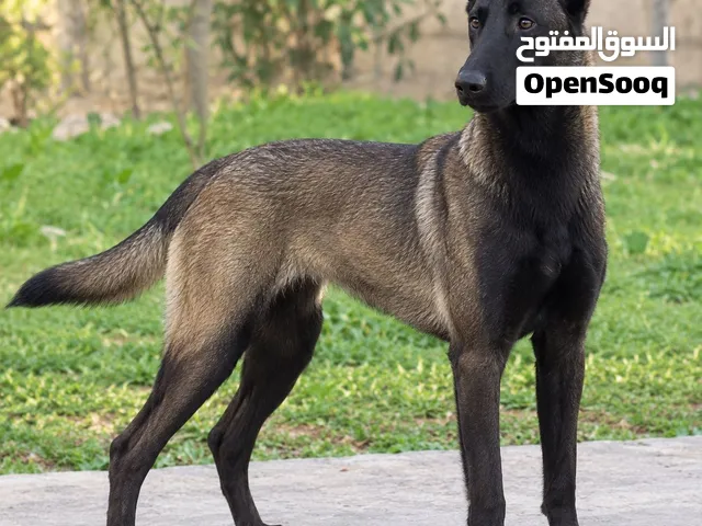 مطلوب ذكر مالينو نفس يلي في صور