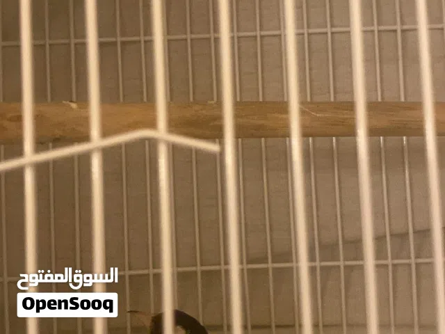 حسون سوري تغريد