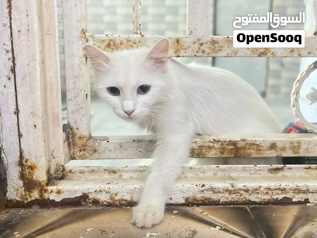 قطه حامل وبسعر مناسب جداا